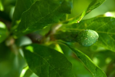 Magnolia stellata - šácholan hvězdovitý - plod
